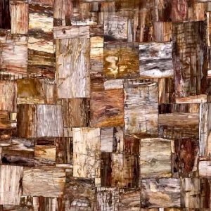 Precious Stone Petrified Wood
